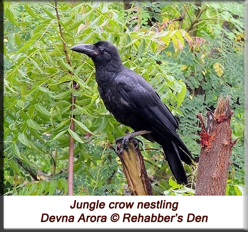 Jungle crow fledgling